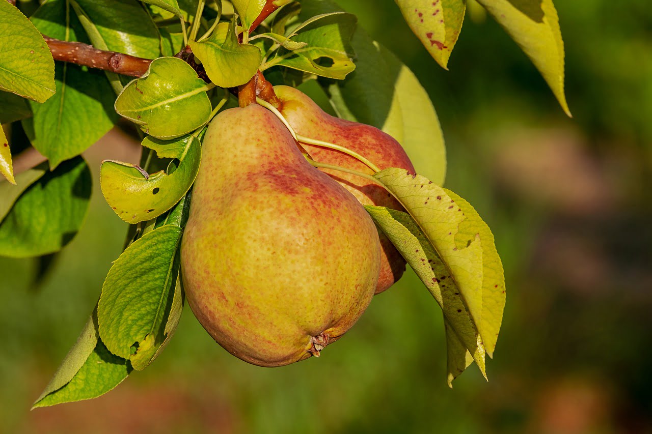 pear, immature, fruit