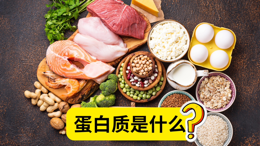蛋白质是什么